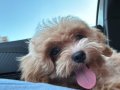 3,5 aylık dünya tatlısı maltipoo