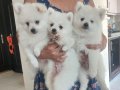 3 ERKEK Pomerian SPİTZ