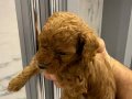 Kore teacup poodle kızıl max 2kg