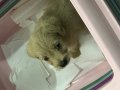 Maltipoo