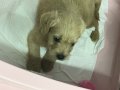 Maltipoo