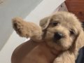 Maltipoo