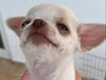 Yavru Erkek Chihuahua (şivava)