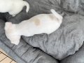 Yavru Erkek Chihuahua (şivava)