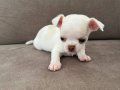 Yavru Erkek Chihuahua (şivava)