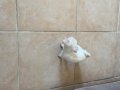 Yavru Erkek Chihuahua (şivava)