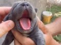 30 HAZİRAN DOĞUMLU SAFKAN CANE CORSO YAVRULAR REZERVELİDİR