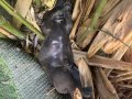 30 HAZİRAN DOĞUMLU SAFKAN CANE CORSO YAVRULAR REZERVELİDİR