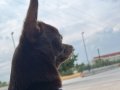 Sakın Uysal bir chihuahua
