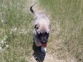 disi kangal yavrusu 2 aylik suru kopegi