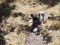 disi kangal yavrusu 2 aylik suru kopegi