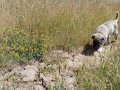 disi kangal yavrusu 2 aylik suru kopegi