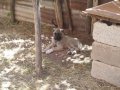 disi kangal yavrusu 2 aylik suru kopegi