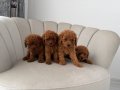 Safkan Toy Poodle Yavrularım