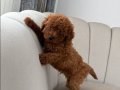 Safkan Toy Poodle Yavrularım