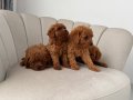 Safkan Toy Poodle Yavrularım