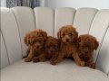 Safkan Toy Poodle Yavrularım