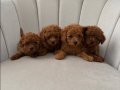 Safkan Toy Poodle Yavrularım