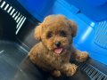 Sevgi dolu bir yuva arayan tatlı toy poodle yavrusu