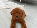 Sevgi dolu bir yuva arayan tatlı toy poodle yavrusu