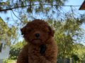 Sevgi dolu bir yuva arayan tatlı toy poodle yavrusu
