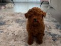 Sevgi dolu bir yuva arayan tatlı toy poodle yavrusu