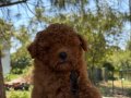 Sevgi dolu bir yuva arayan tatlı toy poodle yavrusu