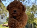 Sevgi dolu bir yuva arayan tatlı toy poodle yavrusu