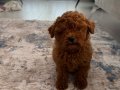 Sevgi dolu bir yuva arayan tatlı toy poodle yavrusu