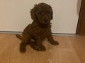 Sağlıklı 1buçuk aylık erkek Poodle yavruları