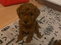 Sağlıklı 1buçuk aylık erkek Poodle yavruları