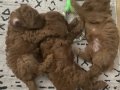 Sağlıklı 1buçuk aylık erkek Poodle yavruları