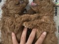 Sağlıklı 1buçuk aylık erkek Poodle yavruları