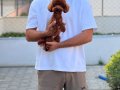 Yavru poodle