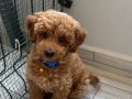 Safkan toy poodle yavrusu