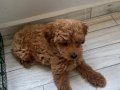 Safkan toy poodle yavrusu