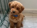 Safkan toy poodle yavrusu