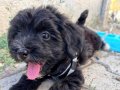 2 aylık maltipoo kopegim karma bir ic ve dis parazit yapildi