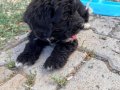 2 aylık maltipoo kopegim karma bir ic ve dis parazit yapildi