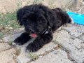 2 aylık maltipoo kopegim karma bir ic ve dis parazit yapildi