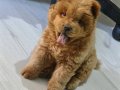 2 aylık sağlıklı chow chow sakin ısırmaz İstanbul 