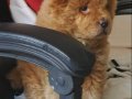 2 aylık sağlıklı chow chow sakin ısırmaz İstanbul 