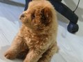 2 aylık sağlıklı chow chow sakin ısırmaz İstanbul 