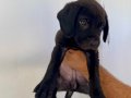 Cane corsasafkan black İtalyan mastifi yavru 