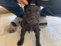 Cane corsasafkan black İtalyan mastifi yavru 
