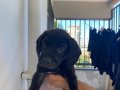 Cane corsasafkan black İtalyan mastifi yavru 