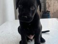 Cane corsasafkan black İtalyan mastifi yavru 