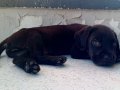 Cane corsasafkan black İtalyan mastifi yavru 