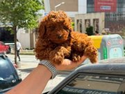 Dark Red Brown Poodle Yavrularımız