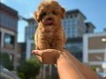 SEVİMLİ TOY POODLE YAVRUMUZ